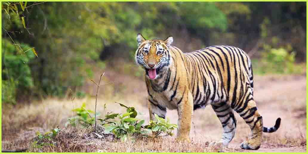 Royal Bengal Tiger in Sundarban