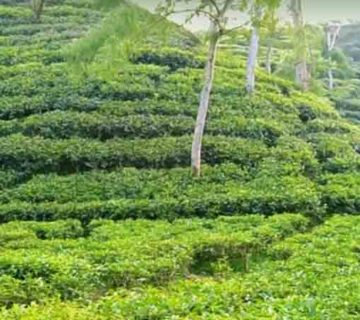 sreemangal tea garden